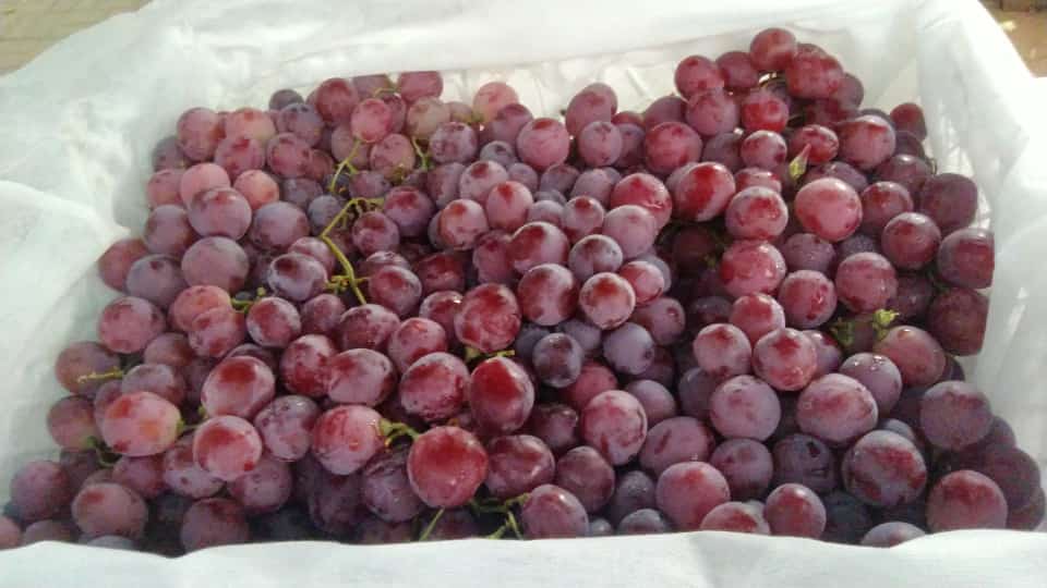 Anggur red globe

Pengiriman dari pondok aren tangerang selatan 
Via:
Gosend &amp; Grab

Harga Rp. 45.000,- /kg

Order wa 081219663519