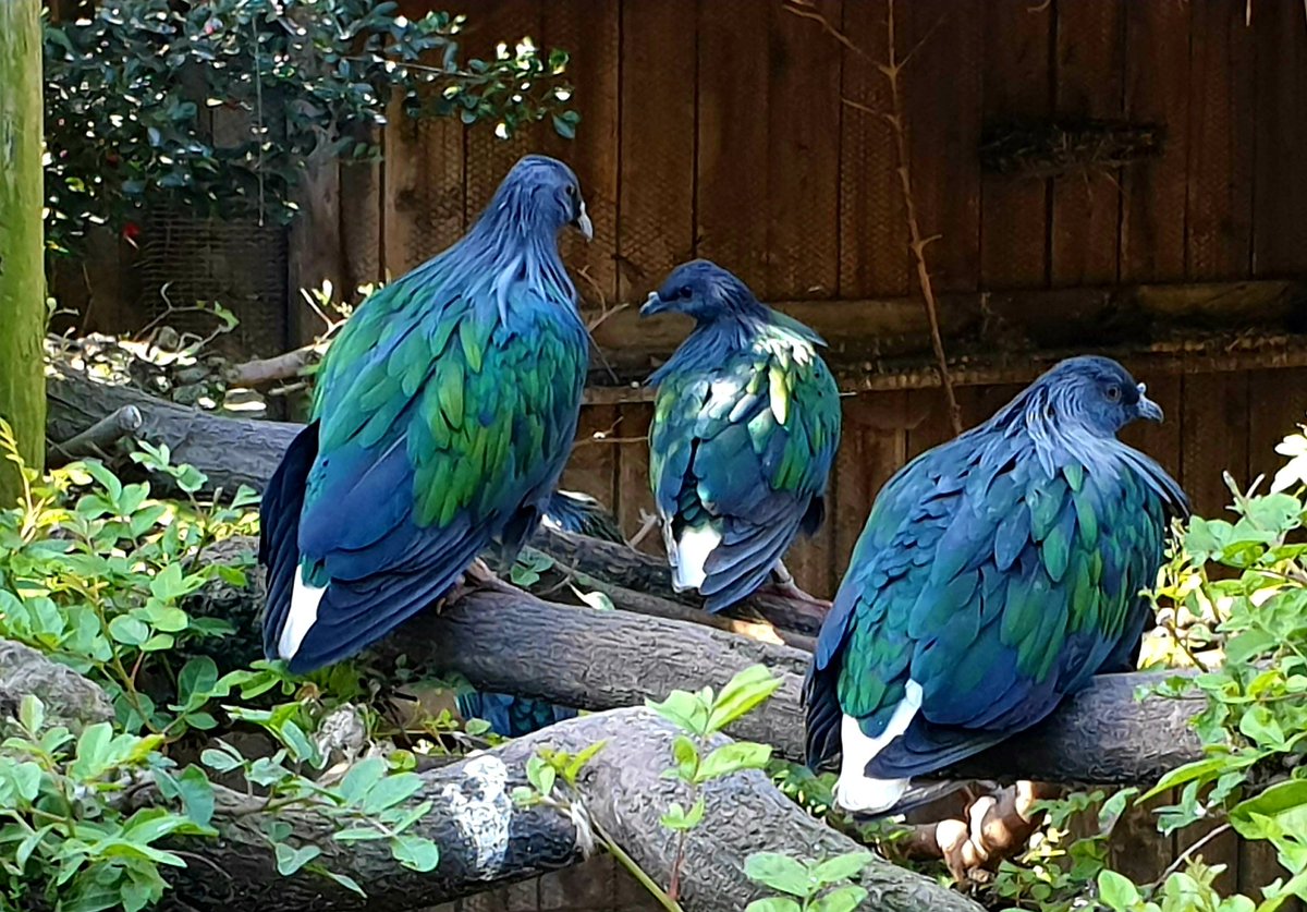 Lifes_Lense's tweet photo. Would u say three is a crowd?

#aboutsuuz #cute #love #nature #wildlife #dove #pigeons #birdphotography #bird #color #hue #blue #me  #nature #swag #folower #followalways #wildlifephotography #photooftheday
#twittercommunity #tweegram #twitterers https://t.co/ywecB5Fxos