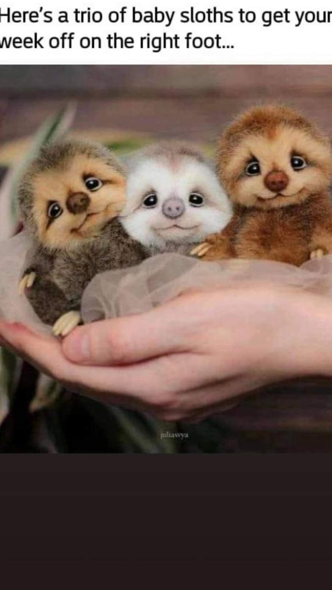 Because...baby sloths! I could look at these sweet little faces all day!!
