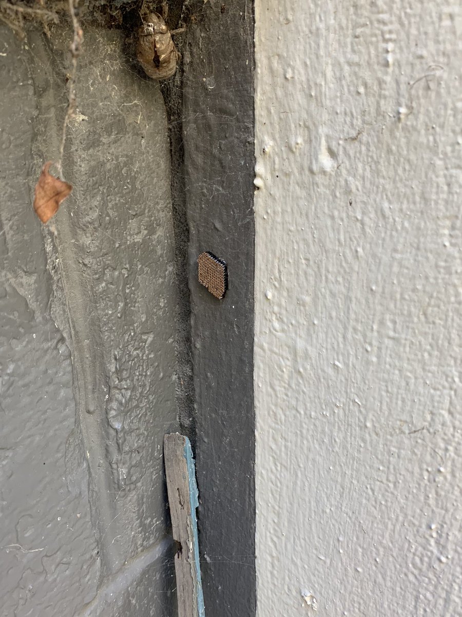 krisandthecity's tweet photo. #entomologists: is this a bug thing or has someone microchipped my house? 🤣 If so, would love to know what it is! #Entomology #bugquestion #bughelp https://t.co/X8o3uua8gA