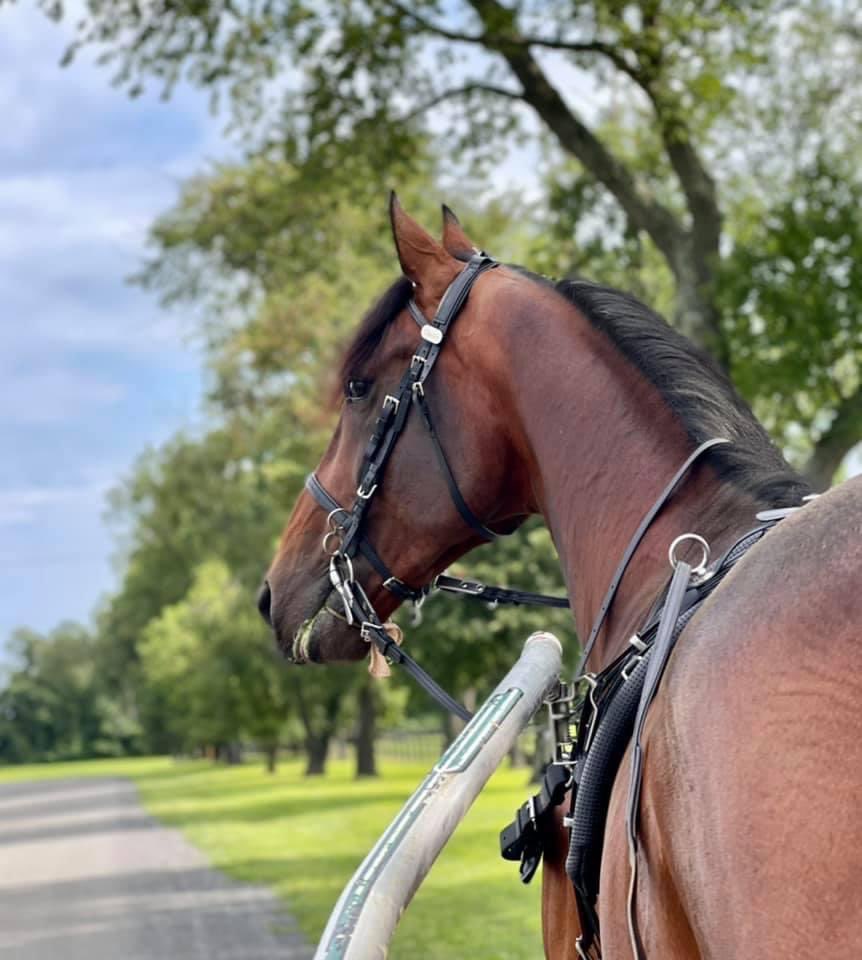 _Stenis_'s tweet photo. Okörd. Spelande öron. Åke satt bara och mös, på 1,08,9. ECURIE D❤️ #theredmile #konungensåterkomst https://t.co/qmC6MpSsKT