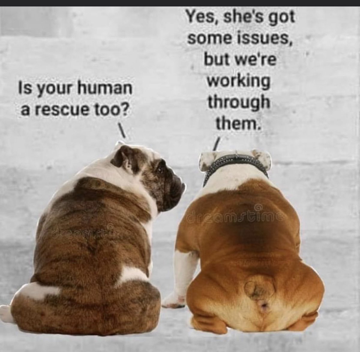 Ashur, Athens, Auggie @ OTRB 🌈 Manny (@bulldog_ashur) on Twitter photo 