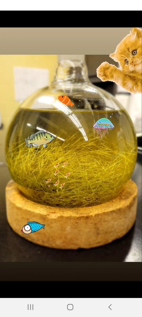 ChengYenPan1's tweet image. The pleasant moment for chemist- recrystallization.

Looks like the seagrass in the fish tank lol

#chemistry #recrystallization un