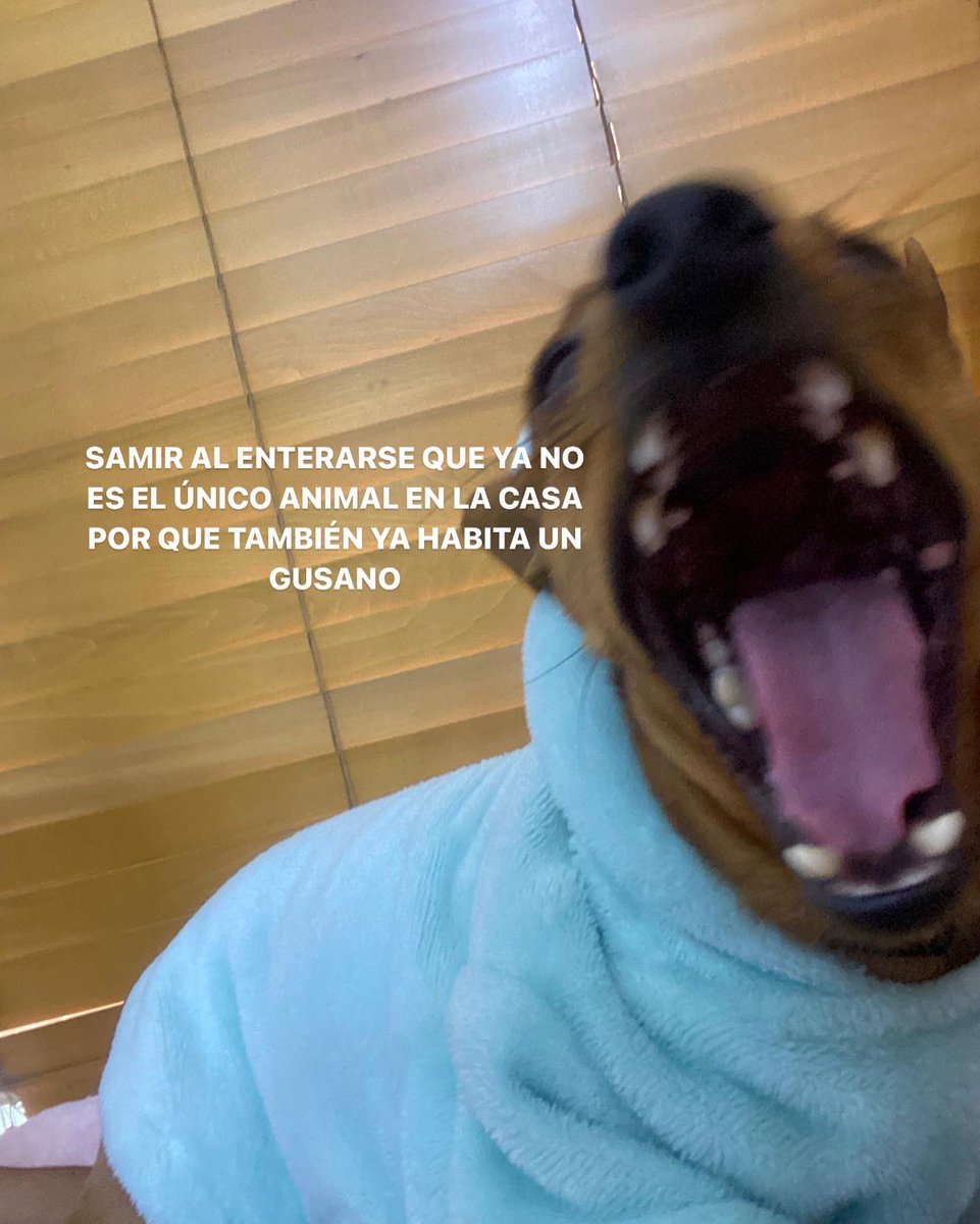 natig981's tweet photo. JAJAJAJAJAJAAJAJJA https://t.co/DkXEBoKe1e