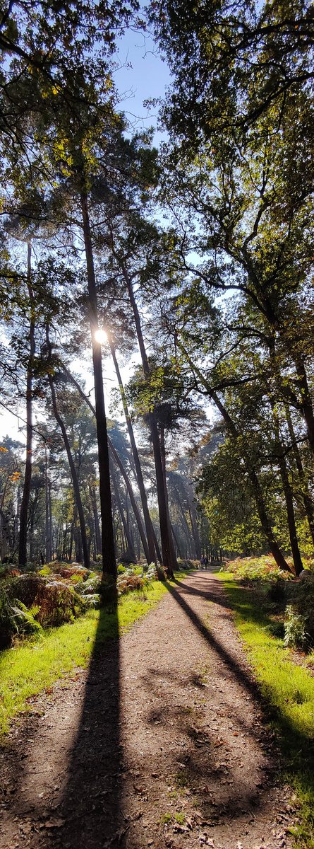 lupus_sch's tweet photo. Diersfordter Wald und Moor
#shotononeplus #oneplus #OnePlus9pro #OnePlus_DE #XPan #Hasselblad https://t.co/O1JayBypAm