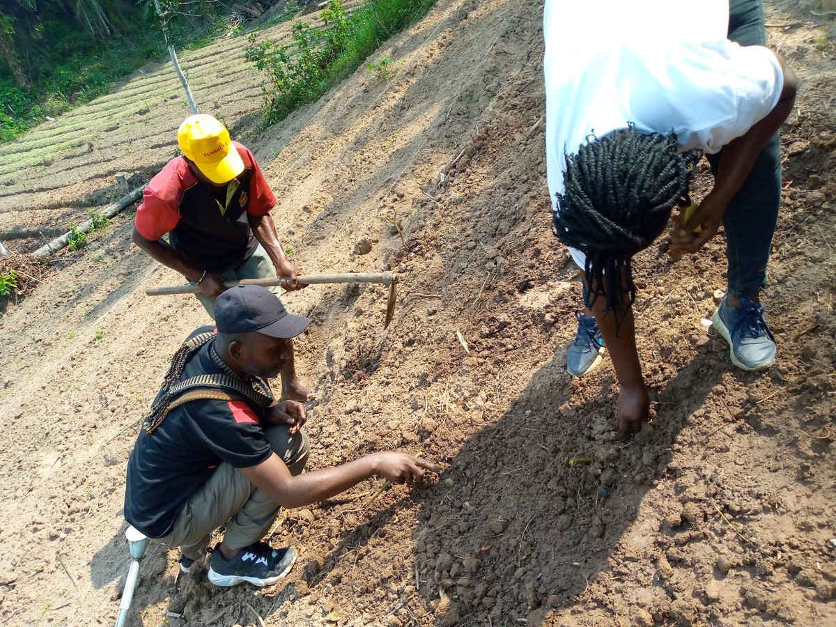 AimKazika's tweet photo. Au site de #Mvululu, nous diversifieons la production avec le choux pommé, le céleri, les amarantes,  l'épinard, le gombo. Au delà des légumes, on y expérimente aussi le fraisier, la pomme de terre et le haricot. @YpardAfrica @ypard_rdc @24Biodrc @IrisNzolantima @FAOenFrancais https://t.co/HpI6H9p2ry