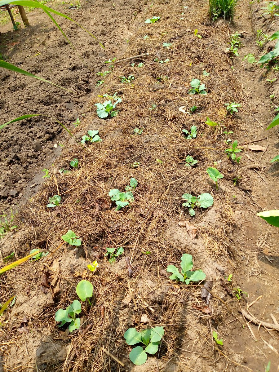 AimKazika's tweet photo. Au site de #Mvululu, nous diversifieons la production avec le choux pommé, le céleri, les amarantes,  l'épinard, le gombo. Au delà des légumes, on y expérimente aussi le fraisier, la pomme de terre et le haricot. @YpardAfrica @ypard_rdc @24Biodrc @IrisNzolantima @FAOenFrancais https://t.co/HpI6H9p2ry
