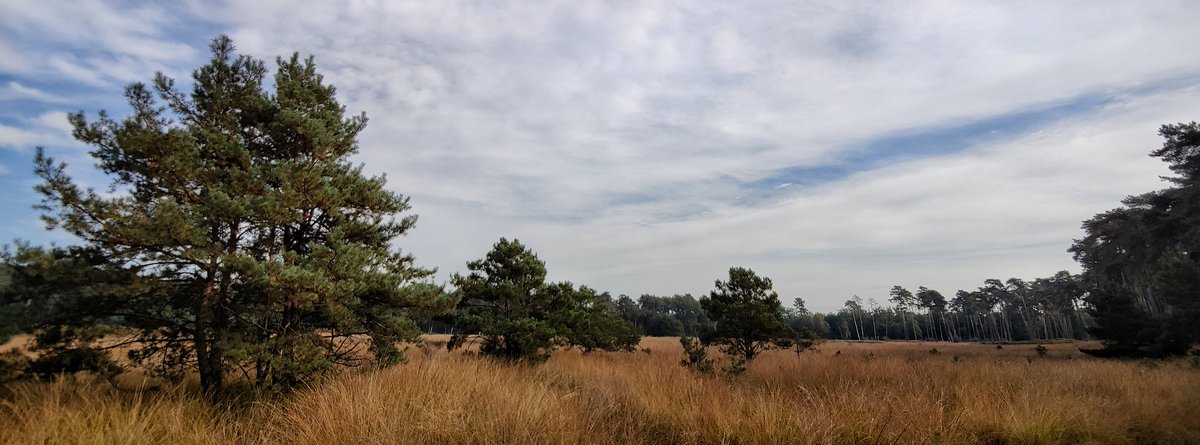 lupus_sch's tweet photo. Diersfordter Wald und Moor
#shotononeplus #oneplus #OnePlus9pro #OnePlus_DE #XPan #Hasselblad https://t.co/vgKPRL9OPX