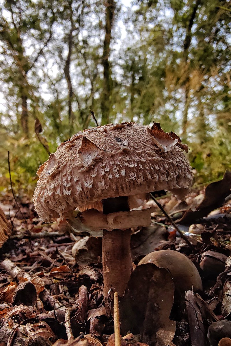 lupus_sch's tweet photo. Diersfordter Wald und Moor
#shotononeplus #oneplus #OnePlus9pro #OnePlus_DE #XPan #Hasselblad https://t.co/EnHr9Hkiq1