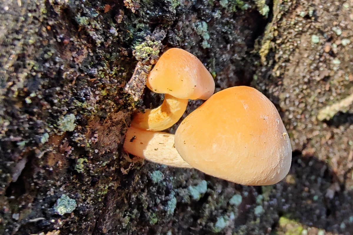 lupus_sch's tweet photo. Diersfordter Wald und Moor
#shotononeplus #oneplus #OnePlus9pro #OnePlus_DE #macro #Hasselblad https://t.co/uW0f8cIGap
