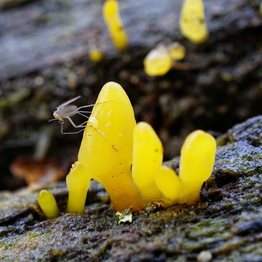 lupus_sch's tweet photo. Diersfordter Wald und Moor
#sony #alpha77ii #macro https://t.co/UDK1BabEcS
