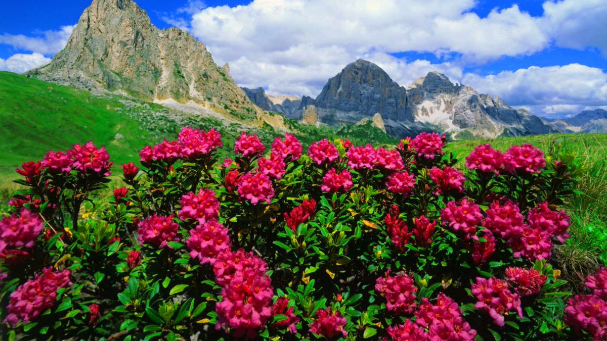 Flowers valley. Рододендрон Приэльбрусья. Рододендрон Лагонаки. Рододендрон гора Фишт. Долина рододендронов красная Поляна.