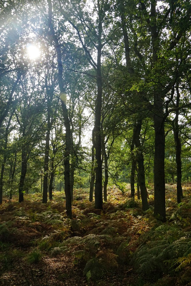 lupus_sch's tweet photo. Diersfordter Wald und Moor
#sony #alpha77ii https://t.co/mOw7z2nknn
