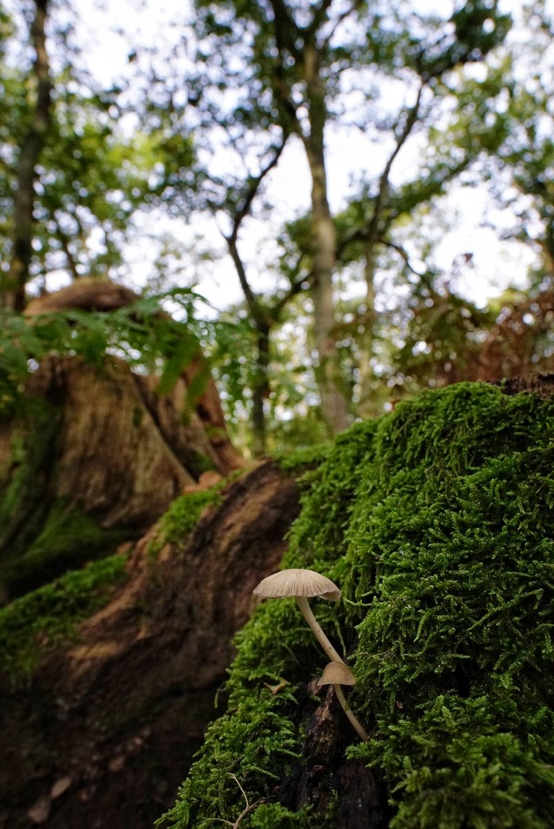 lupus_sch's tweet photo. Diersfordter Wald und Moor
#sony #alpha77ii https://t.co/mOw7z2nknn