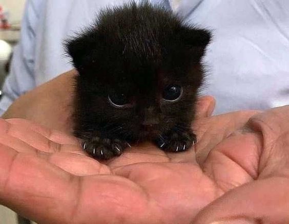 whiteomuna's tweet photo. Today's queer coded character of the day is this little kitty who reminds me of Ozzy poo back in his day! https://t.co/F16gXUeOXF