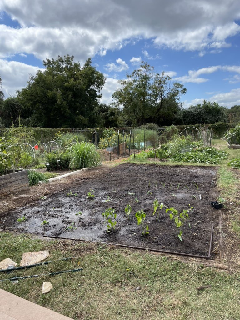 ventachinkway's tweet photo. Garden update: here’s a before, during, and after of my work this weekend. Hmu for bell pepper, jalapeño, brussel sprouts, peas, cauliflower, cabbage, green onion and pumpkin in 6-8 weeks https://t.co/UnhZEOhEXU