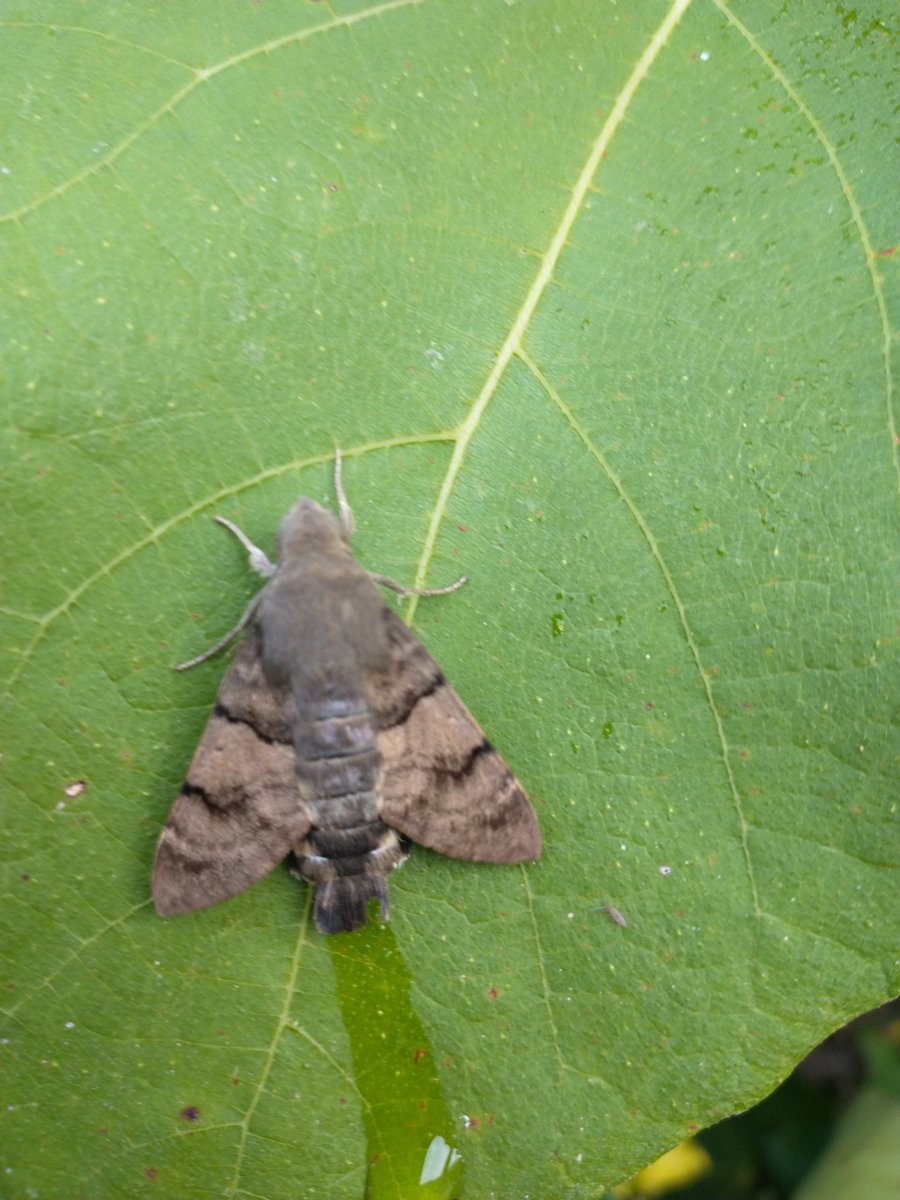 Saw this earlier today in someone else's garden but none of us could identify it.

I'm sure those on here with greater knowledge would be kind enough to put us out of our collective misery. <a href="/DaveGoulson/">Dave Goulson</a>?