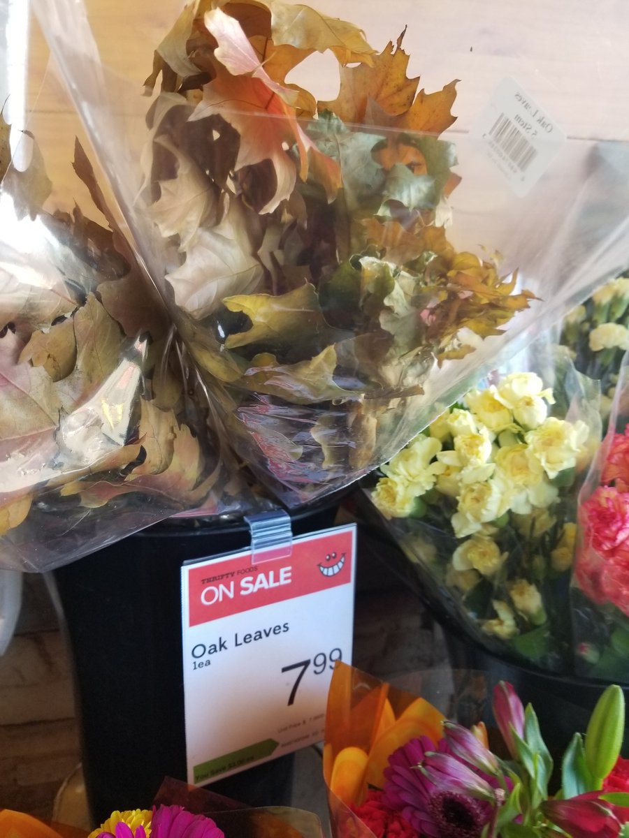 In Victoria you can buy a bag of dead oak leaves for 8 dollars