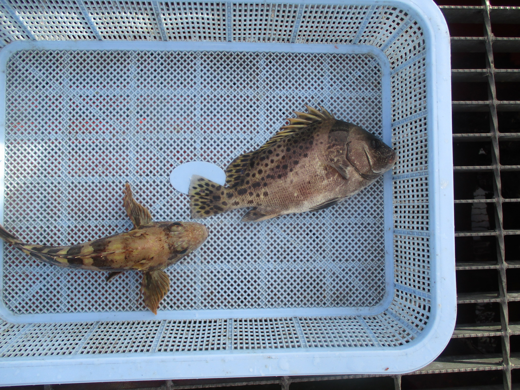 尼崎市立魚つり公園 シラサのズボ釣りで 珍しくコショウダイとガシラが釣れました コショウダイ は大きくなると６０ｃｍにまでなる魚で 味もいいですよ この辺の魚屋ではあまり出回らないので 知ってればなかなかの 通 ですね コショウダイ ガシラ