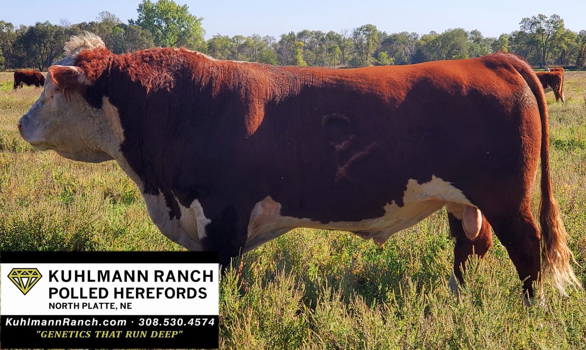 KuhlmannRanch's tweet photo. Our own Genetics at work.
On of our heifer bulls with a couple of the girls.
#GeneticsThatRunDeep
#herefordcattle #herefordbull #polledhereford https://t.co/iRRGqOWidM