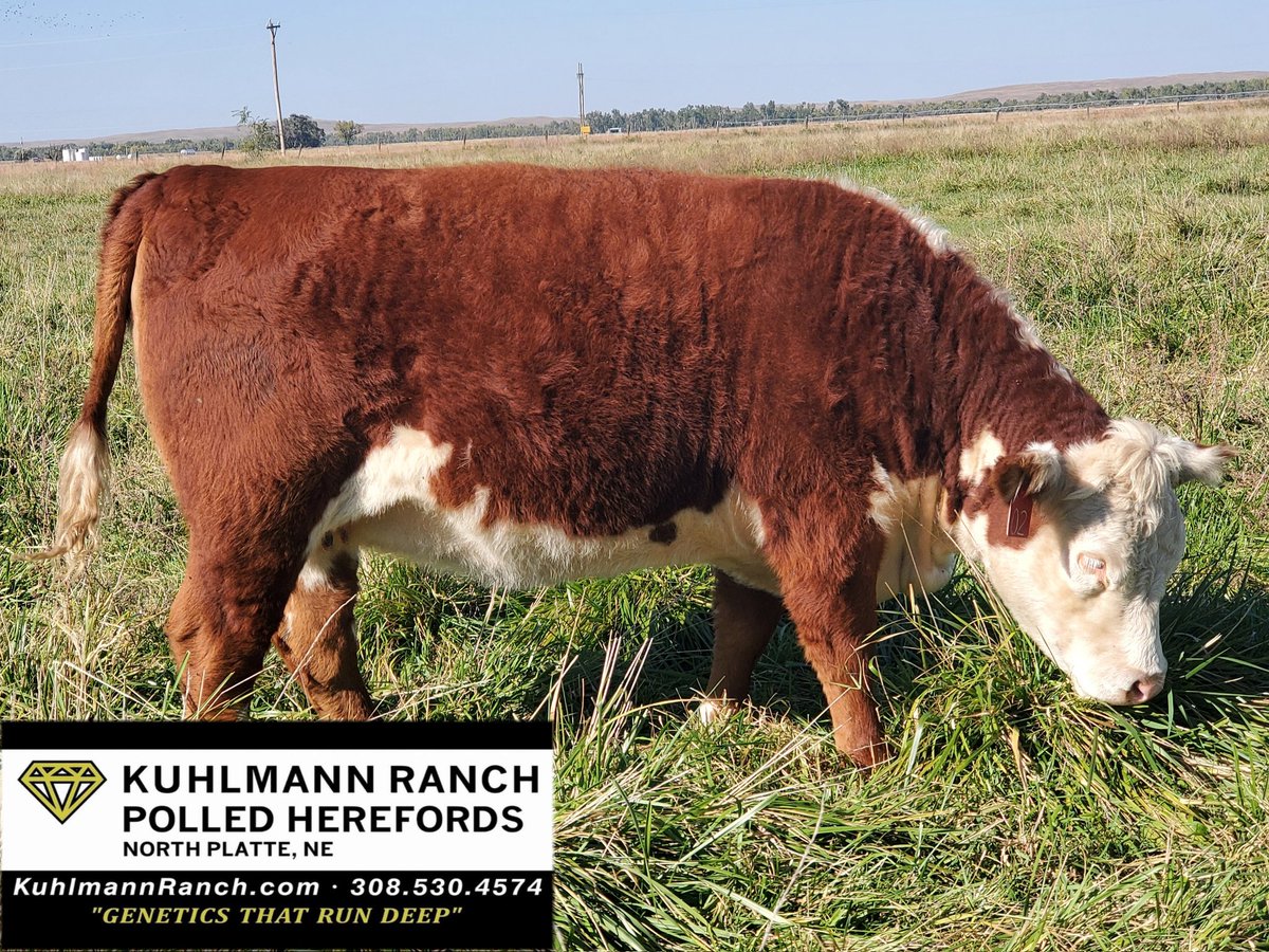 KuhlmannRanch's tweet photo. Our own Genetics at work.
On of our heifer bulls with a couple of the girls.
#GeneticsThatRunDeep
#herefordcattle #herefordbull #polledhereford https://t.co/iRRGqOWidM