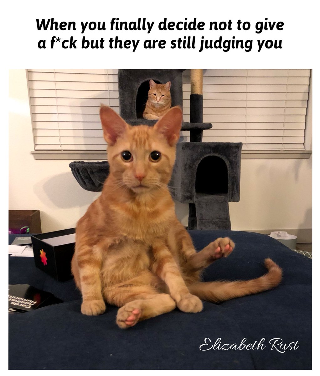 CorePearl's tweet image. Just doing what they do best   #cats #CatsOfTwitter