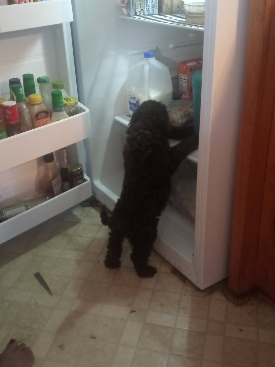 Bear98070772's tweet photo. @LittlesLewds Here's my lab getting a snack https://t.co/1Z9giFNAwA