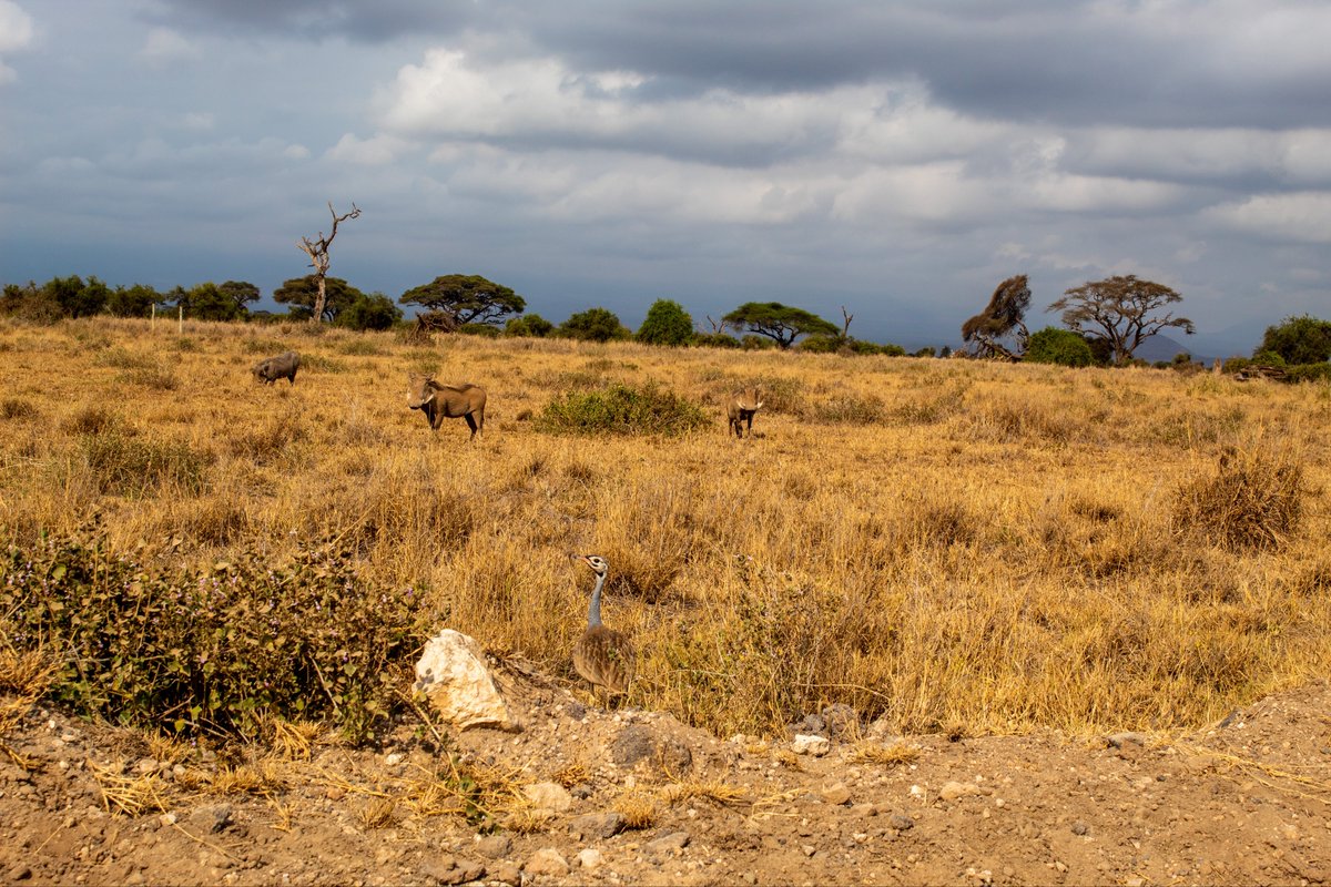 Eston Mwaura tweet media