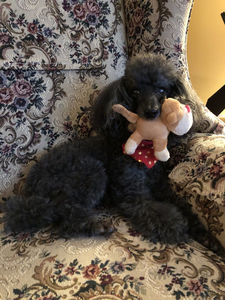 Two nights in a row of socializing! ❤️🐩