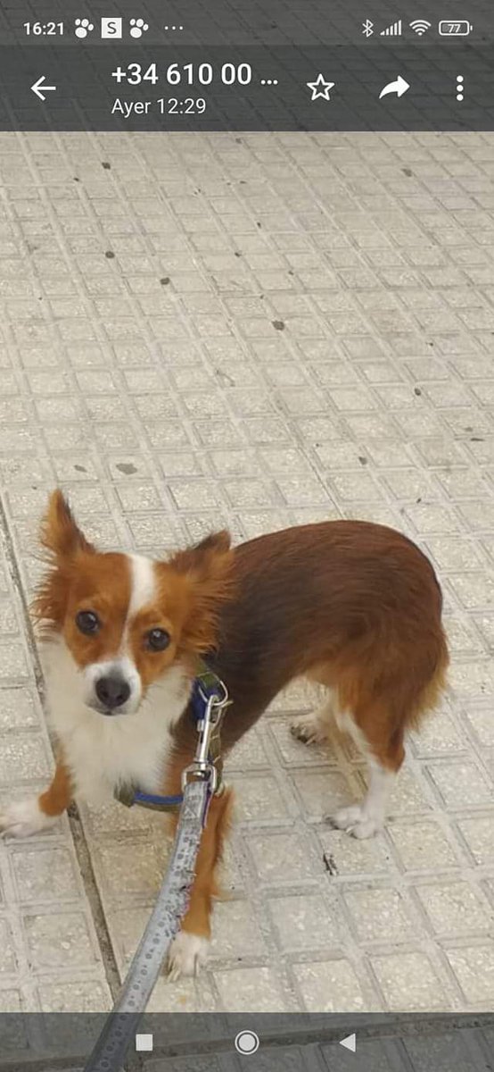 SilviaMylo's tweet photo. Copio
Por favor acaban de desahuciar a su dueña , alguien puede acogerla
4 meses , o adoptarla , sino irá a la perrera , se encuentra en Cádiz , por favor df. 607507504
😢😢😢😢😢😢😢 https://t.co/P6K2UQKGui