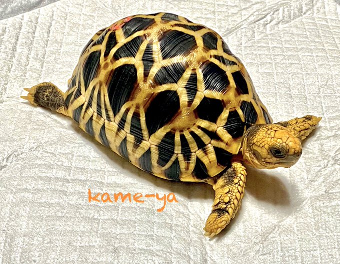 ぶりくらさん がハッシュタグ ビルマホシガメ をつけたツイート一覧 1 Whotwi グラフィカルtwitter分析 ぶりくらさん がハッシュタグ ビルマホシガメ をつけたツイート一覧 1 Whotwi グラフィカルtwitter分析