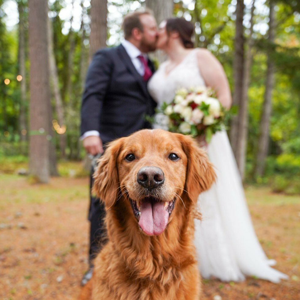 You know I love a wedding dog!! 🐶💍 Congrats to Jackson’s parents, Meagan and Doug, married yesterday on Bainbridge Island! #aspweddingdogs #yourfriendtographer #manorhousewedding #bainbridgeislandwedding #bainbridgewedding #weddingdog #idopaws #golde… instagr.am/p/CU3MLQRBz_u/