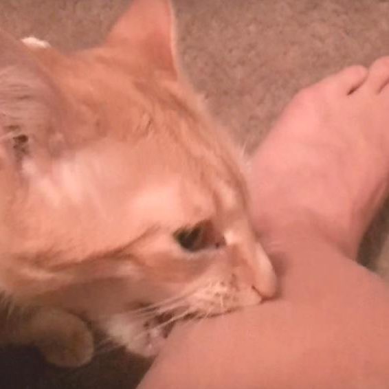 omnomcorpse's tweet image. 