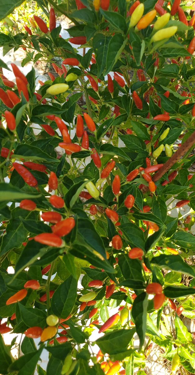 PPAO_SFASU's tweet photo. 🌶 This weekend PPAO helped out Farmer Brian at Applby Farm!! We helped him pick Tabasco peppers to make his annual hot sauce in December!! 🌶 https://t.co/iTBxZgqtXR