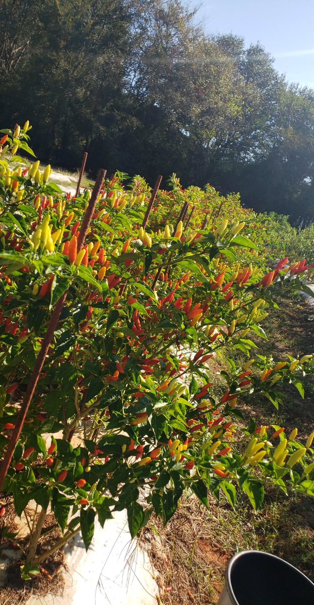 PPAO_SFASU's tweet photo. 🌶 This weekend PPAO helped out Farmer Brian at Applby Farm!! We helped him pick Tabasco peppers to make his annual hot sauce in December!! 🌶 https://t.co/iTBxZgqtXR