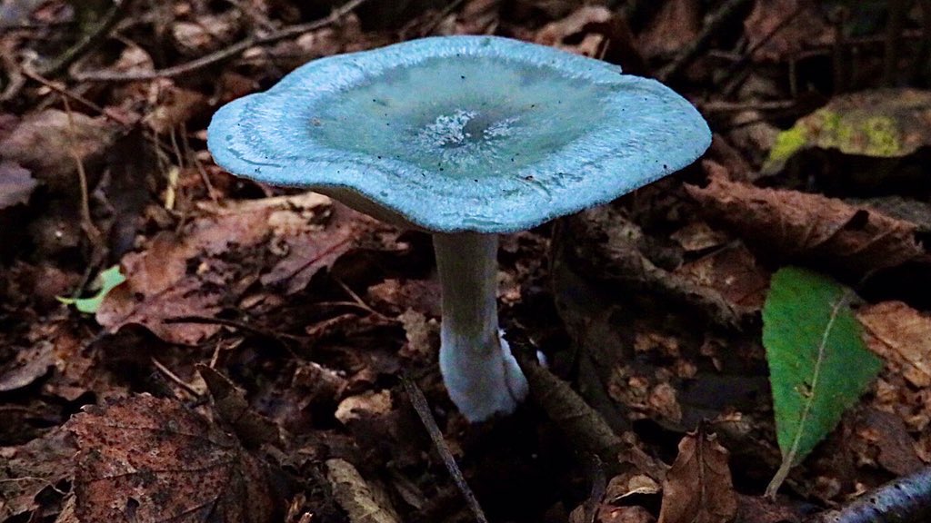 <a href="/Natures_Voice/">RSPB</a> Beautiful fungi! 🍄