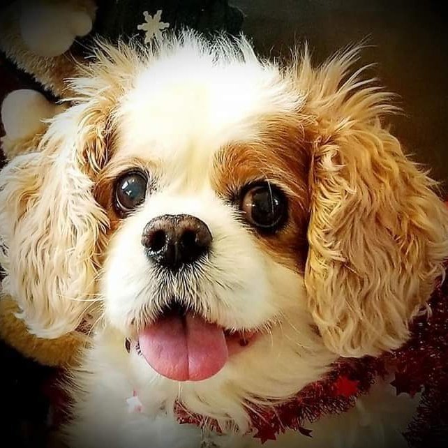 NJHWAY2's tweet photo. @Elizabe57025476 I'm so sorry I lost my heart dog Oliver in February of 2017 I rescued Winston two weeks later, he actually rescued me. This is Oliver https://t.co/MDSUNjKcVt