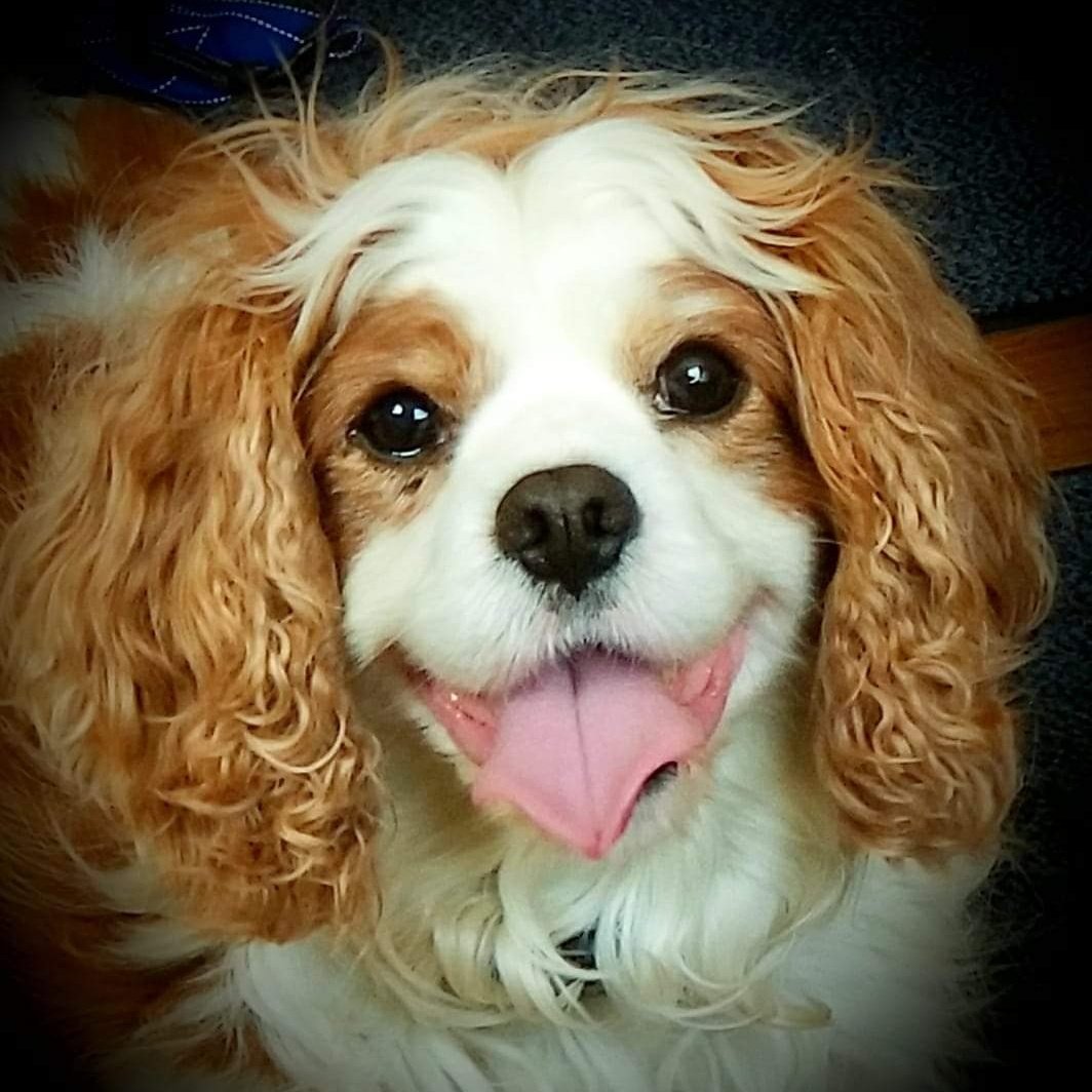 NJHWAY2's tweet photo. @Elizabe57025476 This is Winston https://t.co/idMsO2Kg43