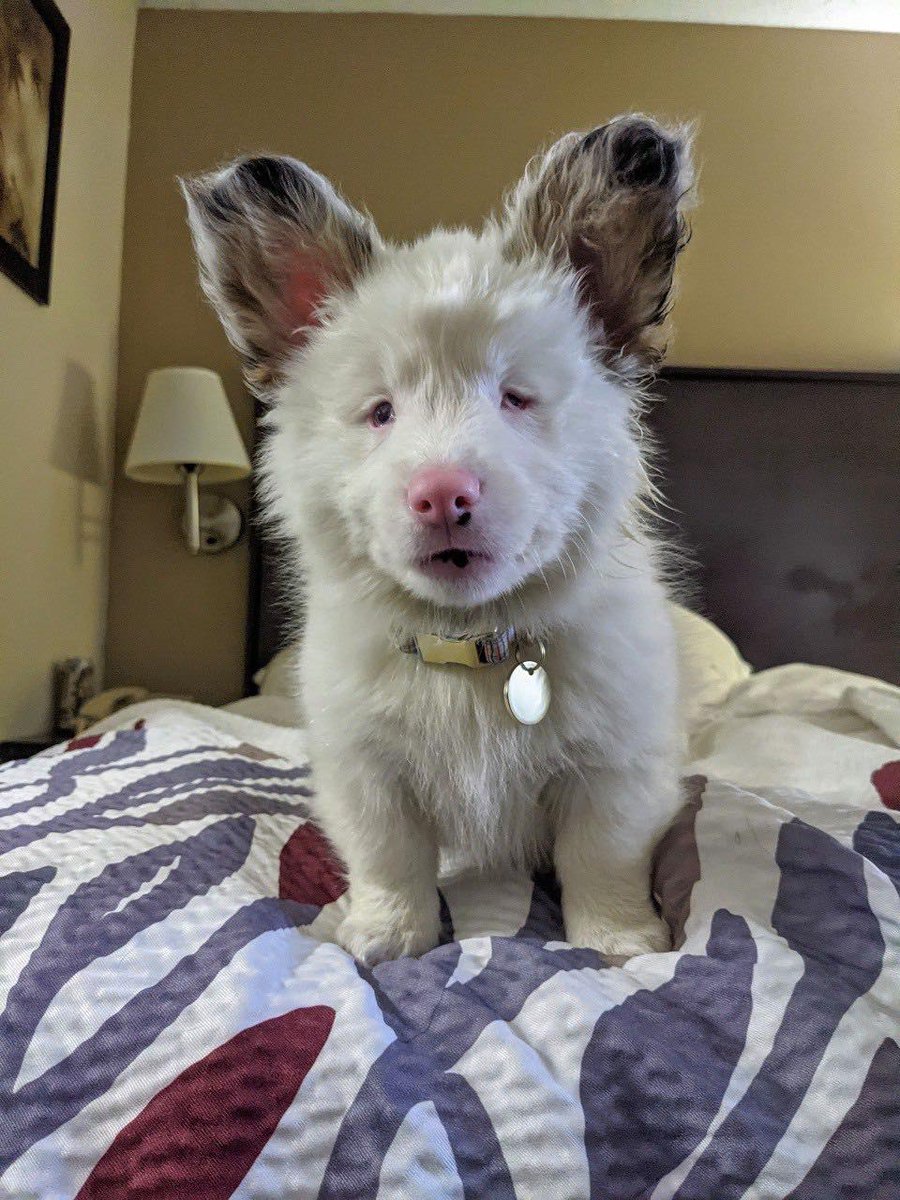 thehappydog_'s tweet photo. Good morning! My name is Thor.
My hoomans rescued me because my breeder wanted me euthenized because he said no one would want me because I am blind and deaf. ♥️ https://t.co/vcRoWeGMt5