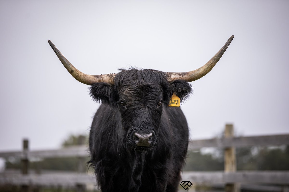lmiller2480's tweet photo. Wanna make your girl happy? Buy her a Highlander. https://t.co/kvizt7pCw2