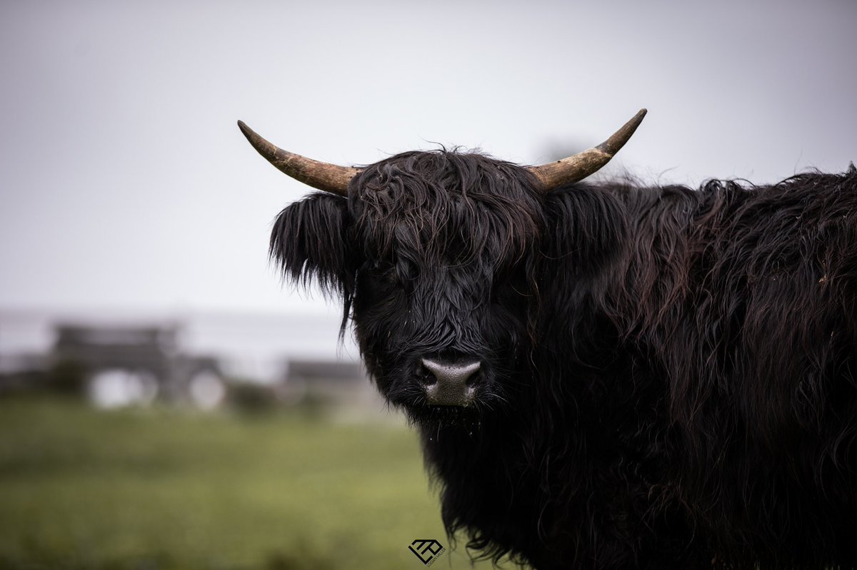 lmiller2480's tweet photo. Wanna make your girl happy? Buy her a Highlander. https://t.co/kvizt7pCw2