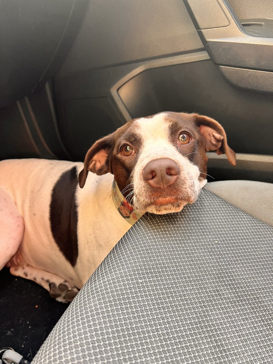 _laramrtnz_'s tweet photo. Mañana empiezo mi máster y tiene una parte de Traduccion veterinaria ♥️ https://t.co/ypiA4P7O8O