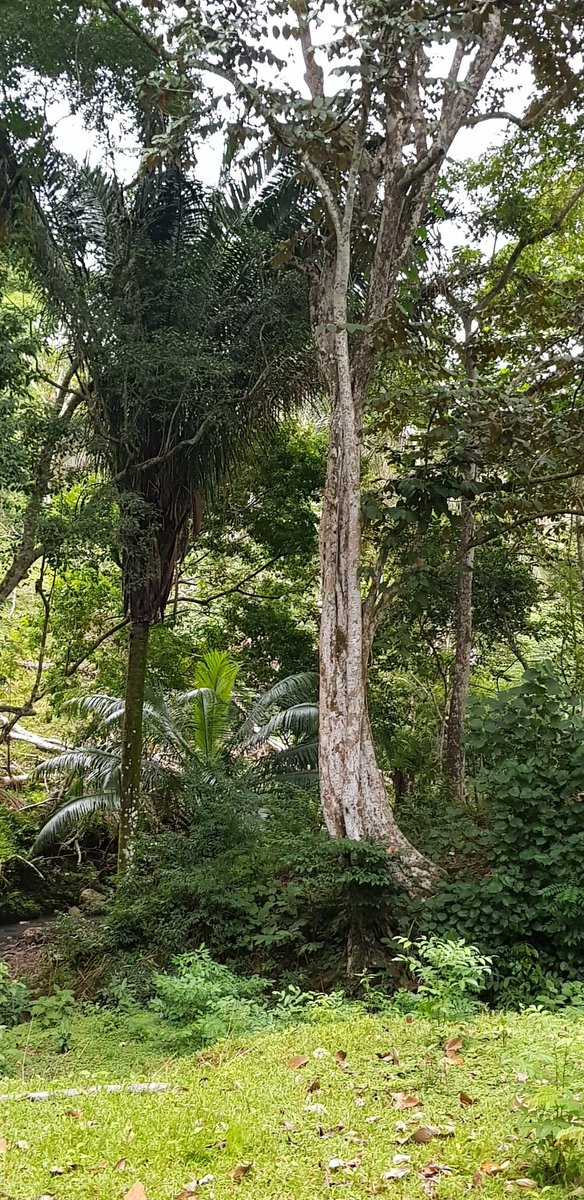 BioBurunga's tweet photo. #BioBurunga @Burunga1 todavía hay lugares para observar la naturaleza @inaturalist @Team_eBird https://t.co/xzlD3G5SXY