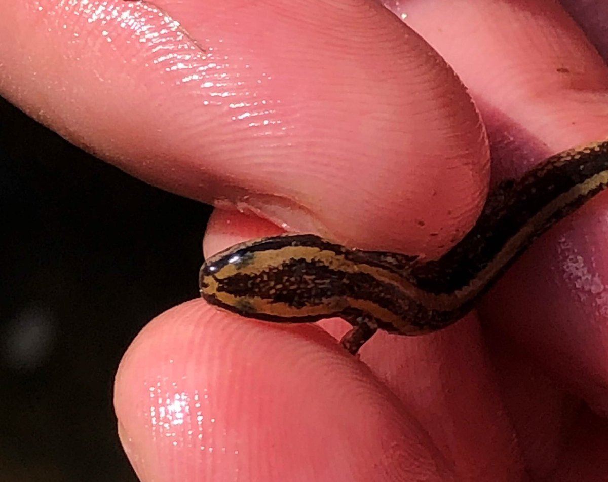 Mudpuppy Love tweet media