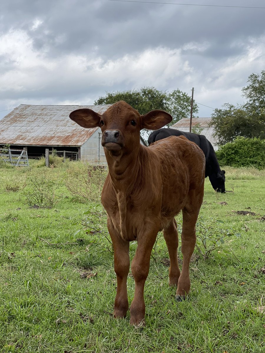 RRachel513's tweet photo. look @ this cutie william and I saw today 🤍 https://t.co/1VOBSVCfow