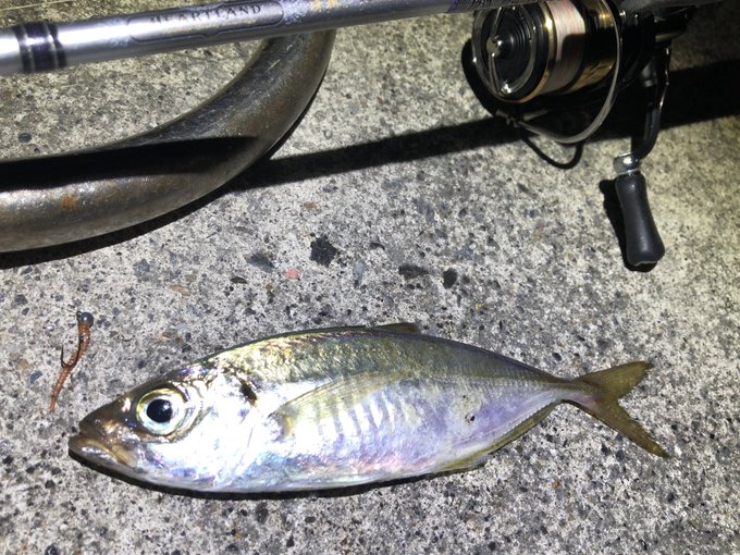 ジグヘッドに付けるだけ 堤防の魚が簡単に釣れるパワーイソメをご紹介 タビカツリブログ