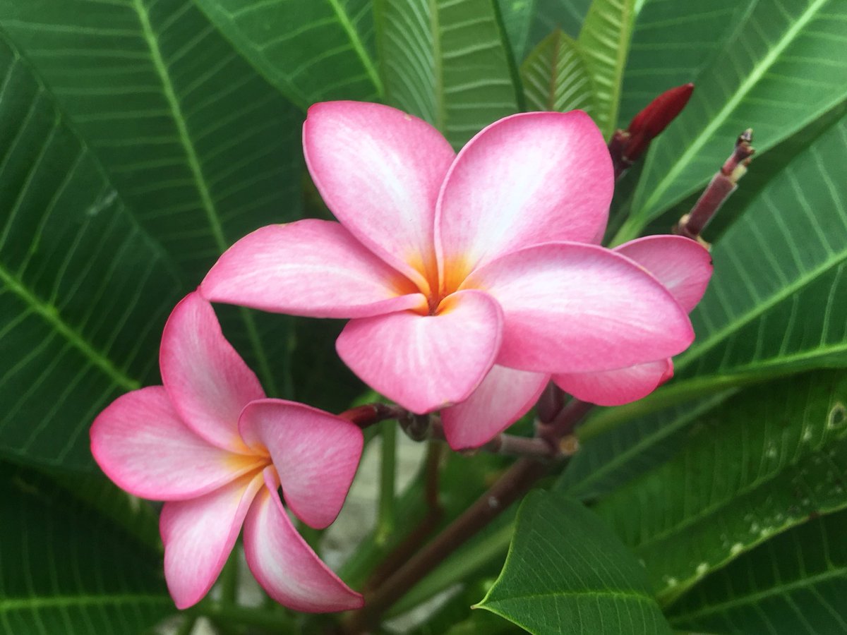 kawataru_j's tweet photo. カワイイ🌸 -^-^*・.° ☆
#Plumeria #Templetree #Languageofflowers #beauty #charm #grace #kawaii #naturelover #healthylifestyle #photography #Japan https://t.co/8oVAA2DNVE