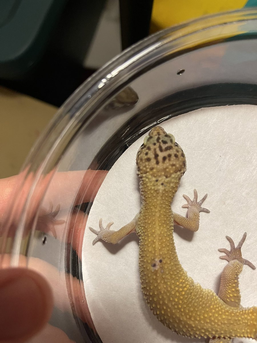 VisionRepti's tweet photo. Fascio POS Giant leopard gecko for sale. If interested message us for details.

#reptile #reptiles #reptilesofinstagram #snake #lizard #reptilelover #snakes #snakesofinstagram #gecko #pet #animals #lizardsofinstagram #nature #lizards #pets #animal #exoticpets https://t.co/SZpbi4Os7o