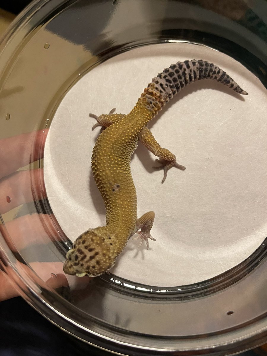 VisionRepti's tweet photo. Fascio POS Giant leopard gecko for sale. If interested message us for details.

#reptile #reptiles #reptilesofinstagram #snake #lizard #reptilelover #snakes #snakesofinstagram #gecko #pet #animals #lizardsofinstagram #nature #lizards #pets #animal #exoticpets https://t.co/SZpbi4Os7o