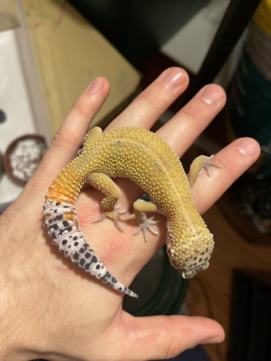 VisionRepti's tweet photo. Tangerine Giant leopard gecko for sale. Incubated at 83 degrees, Message us for details if interested.
#Reptivision #reptile #reptiles #reptilesofinstagram #snake #lizard #reptilelover #snakes #snakesofinstagram #gecko #pet #animals #lizardsofinstagram #nature #lizards https://t.co/svFqANIhOB